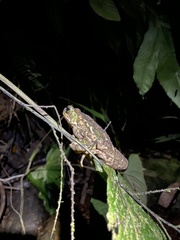 Rhinella alata