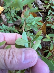 Hypericum hypericoides