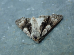 Acronicta alni