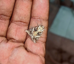 Spodoptera litura