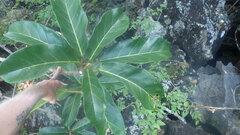 Ficus lutea