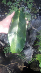 Ficus lutea