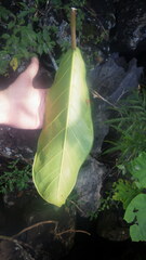Ficus lutea