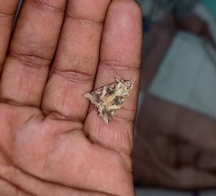 Spodoptera litura