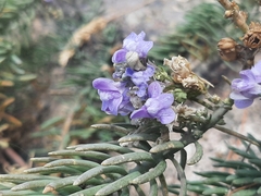Linaria capraria
