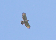 Nisaetus nipalensis