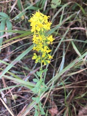 Solidago puberula
