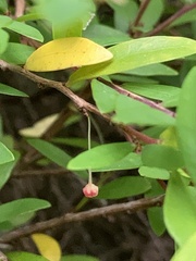 Phyllanthus myrtifolius