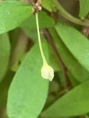 Phyllanthus myrtifolius