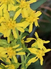 Solidago puberula