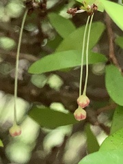 Phyllanthus myrtifolius