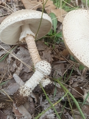 Saproamanita vittadinii