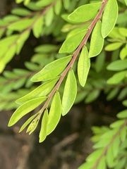 Phyllanthus myrtifolius