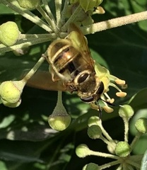 Callicera