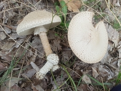 Saproamanita vittadinii