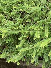 Phyllanthus myrtifolius