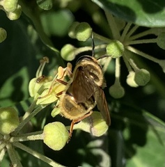 Callicera