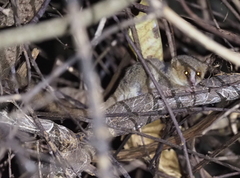 Microcebus murinus
