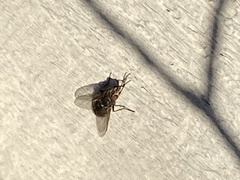 Calliphora vomitoria