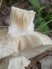 Saproamanita vittadinii