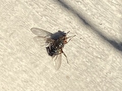 Calliphora vomitoria