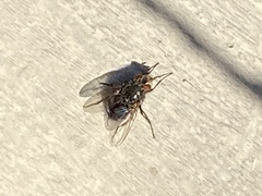 Calliphora vomitoria