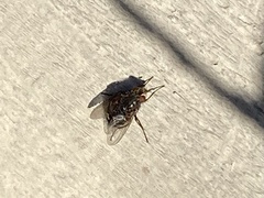 Calliphora vomitoria