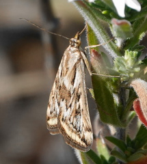 Loxostege cereralis