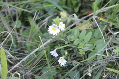 Euphrasia officinalis