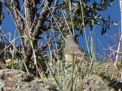 Salpinctes obsoletus