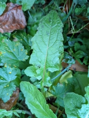 Youngia japonica