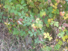 Rubus