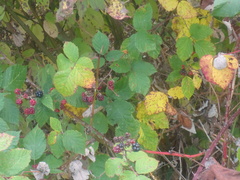 Rubus