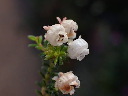 Image of Stunning Heath (Erica formosa) by (c) Ren Hoekstra, some rights reserved (CC BY)