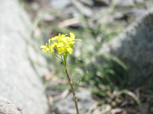 Erysimum elbrusense