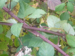 Rubus