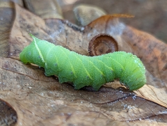 Paonias excaecata