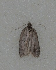 Acleris