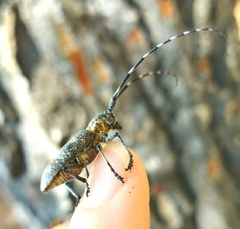 Cerambycidae