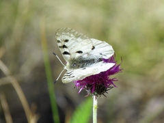 Parnassius apollo