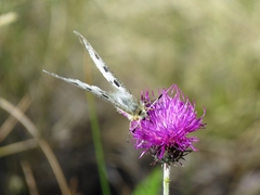 Parnassius apollo