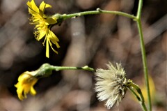 Hieracium