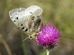 Parnassius apollo