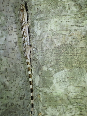 Blaesodactylus