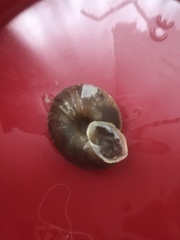 Helicigona lapicida