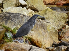 Tigrisoma fasciatum