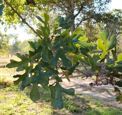 Quercus margaretiae