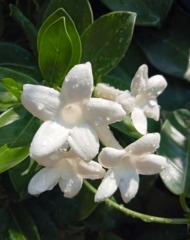 Stephanotis floribunda