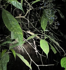 Basiliscus galeritus