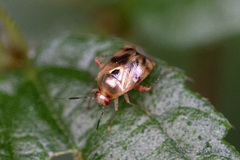 Sabactiopus sauteri